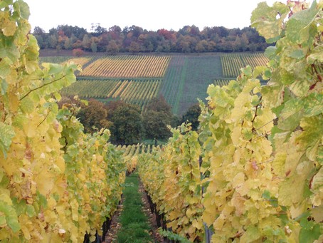 Vignoble de Dorlisheim, à 15 min  à pied du gîte